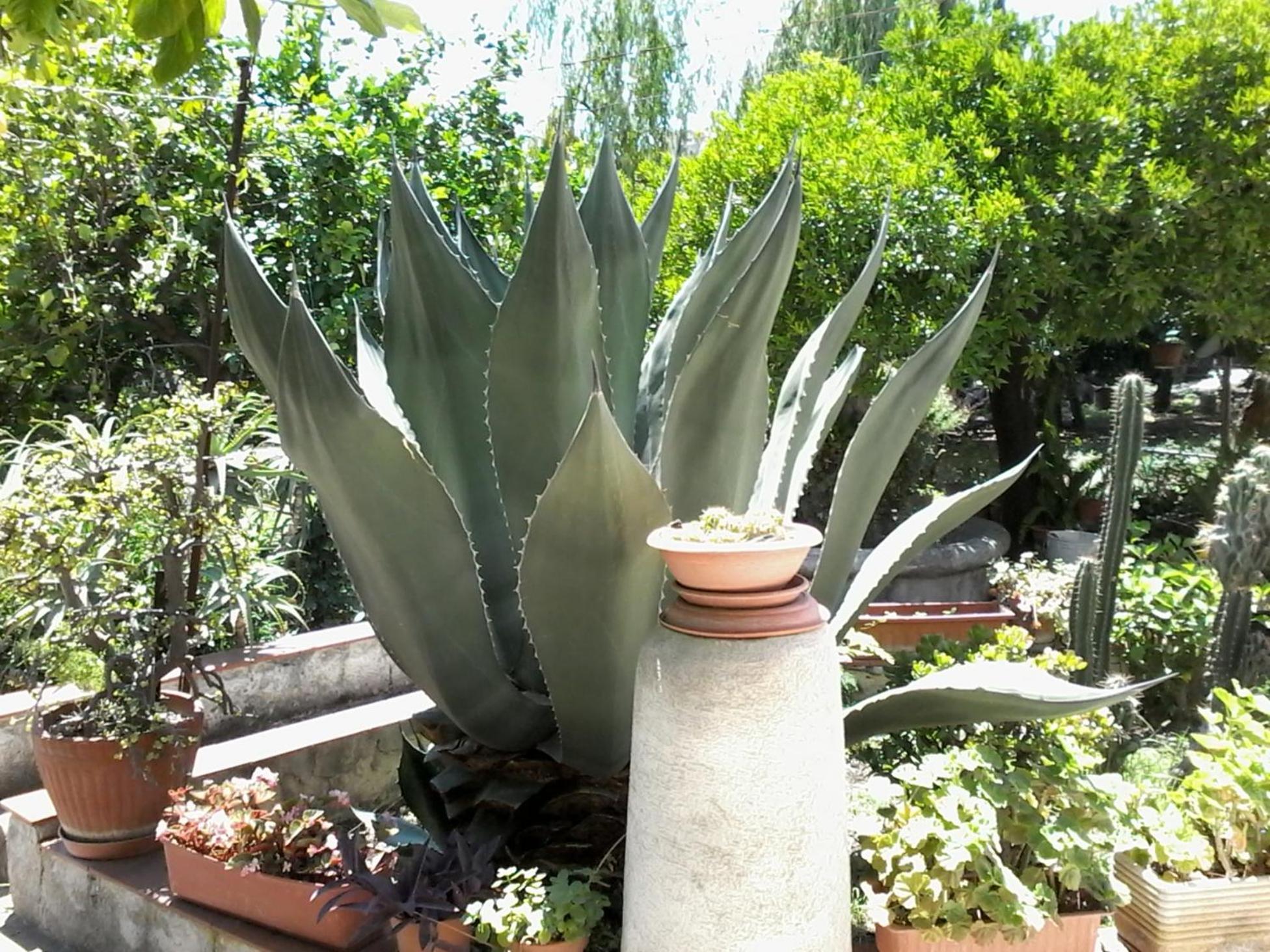 Oplontis' Garden - Holiday Apartment Near Pompeii Торе Анунциата Екстериор снимка